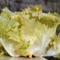 Preview: Radicchio Variegata Di Castelfranco (Samen)