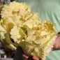 Preview: Radicchio Variegata Di Castelfranco (Samen)