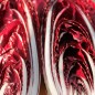 Preview: Radicchio Rosso di Treviso (Samen)