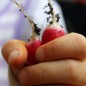 Preview: Radieschen Opolanka (Samen)