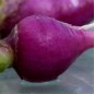 Preview: Radieschen Plum Purple (Samen)
