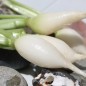 Preview: Radieschen White Breakfast (Samen)