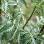 Preview: Rainfarn gegen Blattläuse (Samen)