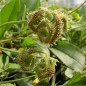 Preview: Raupenblume (Samen)