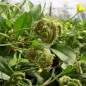 Preview: Raupenblume (Samen)