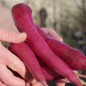 Preview: Rettich Rose de Chine (Samen)