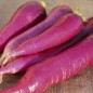 Preview: Rettich Rose de Chine (Samen)