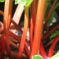 Preview: Rhabarber Fultons Strawberry Surprise (Pflanze)
