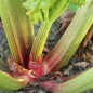 Preview: Rhabarber Paragon (Pflanze)