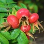 Preview: Riesenhagebutte - Kartoffelrose (Pflanze)