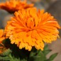 Preview: Ringelblume Candyman orange (Samen)
