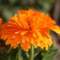 Preview: Ringelblume Candyman orange (Samen)