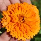 Preview: Ringelblume Candyman orange (Samen)