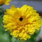 Preview: Ringelblume Lemon Beauty (Samen)
