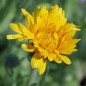 Preview: Ringelblume Lemon Beauty (Samen)
