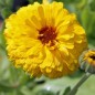 Preview: Ringelblume Lemon Beauty (Samen)