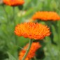 Preview: Ringelblume Neon (Samen)