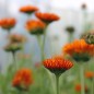 Preview: Ringelblume Neon (Samen)