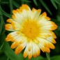Preview: Ringelblume Oopsy Daisy (Samen)