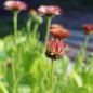 Preview: Ringelblume Touch of Red (Samen)