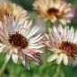 Preview: Ringelblume Touch of Red (Samen)