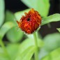 Preview: Ringelblume Touch of Red Yellow (Samen)