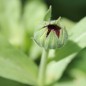 Preview: Ringelblume Touch of Red Yellow (Samen)