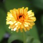 Preview: Ringelblume Touch of Red Yellow (Samen)