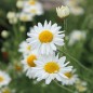 Preview: Römische Kamille (Samen)