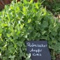 Preview: Römischer Ampfer türkis (Pflanze)