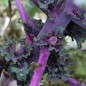 Preview: Röschenkohl Petit Posy (Samen)