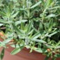 Preview: Rosenduftthymian (Pflanze)