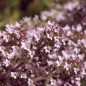 Preview: Rosenduftthymian (Pflanze)