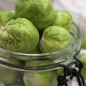 Preview: Rosenkohl Groninger (Samen)