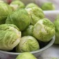 Preview: Rosenkohl Groninger (Samen)