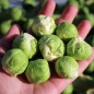 Preview: Rosenkohl Groninger (Samen)