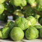 Preview: Rosenkohl Groninger (Samen)