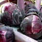 Preview: Rosenkohl rot