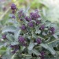 Preview: Rosetten-Broccoli Rudolph (Samen)