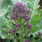 Preview: Rosetten-Broccoli Rudolph (Samen)