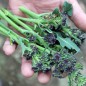 Preview: Rosetten-Broccoli Rudolph (Samen)