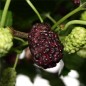 Preview: Rote Maulbeere