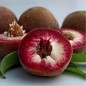 Preview: Roter Weinbergpfirsich (Pflanze)
