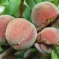 Preview: Roter Weinbergpfirsich (Pflanze)
