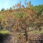 Preview: Roter Weinbergpfirsich (Pflanze)
