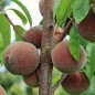 Preview: Roter Weinbergpfirsich (Pflanze)