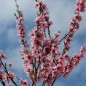 Preview: Roter Weinbergpfirsich (Pflanze)