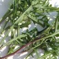 Preview: Rucola Bellezia (Samen)