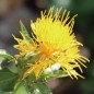 Preview: Saflor Canary Yellow (Samen)