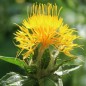 Preview: Saflor Canary Yellow (Samen)